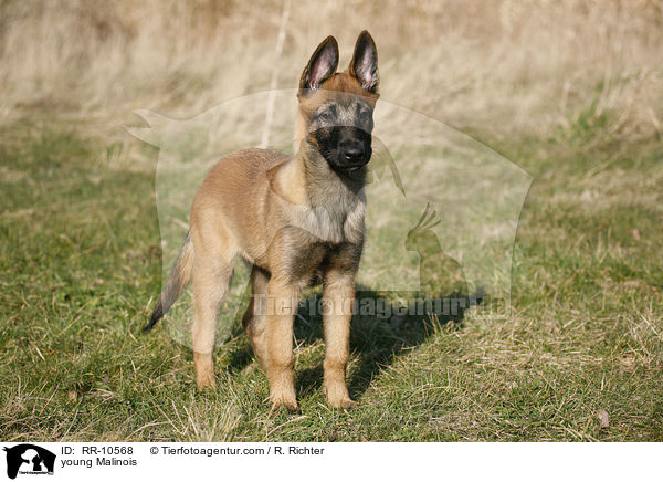 junger Malinois / young Malinois / RR-10568