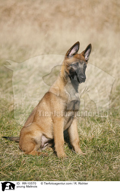 junger Malinois / young Malinois / RR-10570