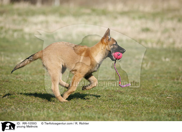 junger Malinois / young Malinois / RR-10593