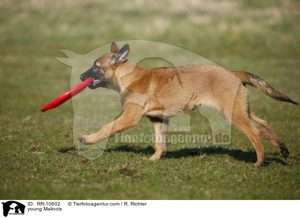 junger Malinois / young Malinois / RR-10602