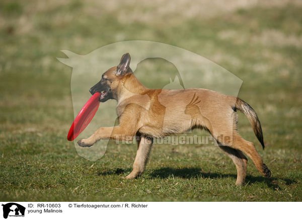 junger Malinois / young Malinois / RR-10603