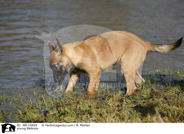 junger Malinois / young Malinois / RR-10609