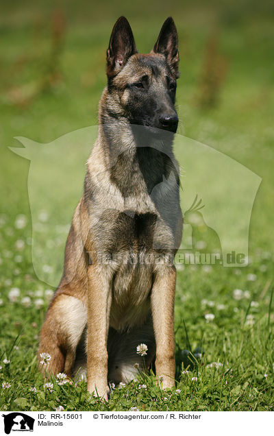 Malinois / Malinois / RR-15601