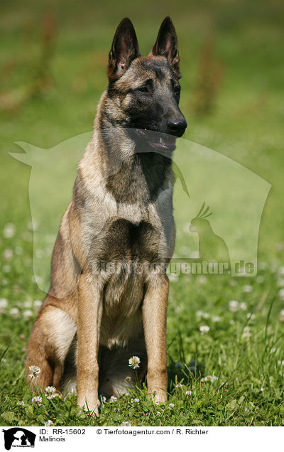 Malinois / Malinois / RR-15602