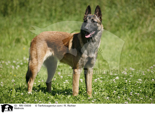 Malinois / Malinois / RR-15606