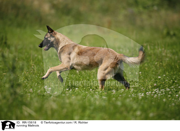 rennender Malinois / running Malinois / RR-15618
