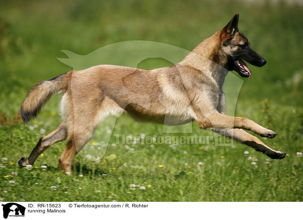 rennender Malinois / running Malinois / RR-15623