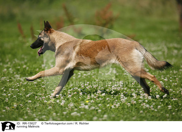 rennender Malinois / running Malinois / RR-15627