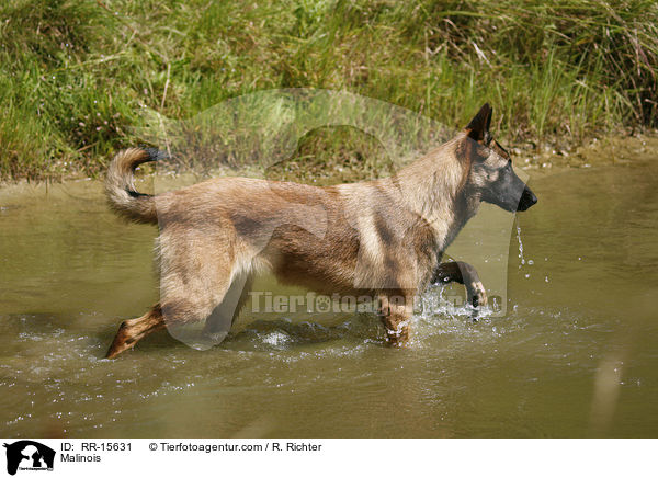 Malinois / Malinois / RR-15631