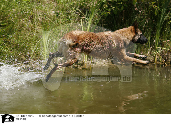 Malinois springt ins Wasser / Malinois / RR-15642