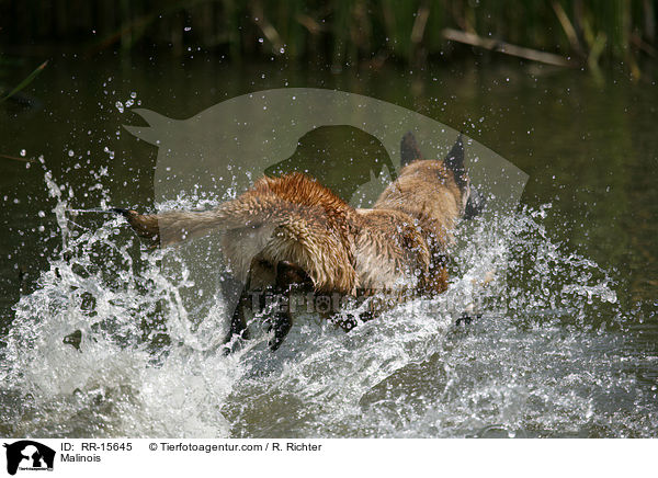 Malinois springt ins Wasser / Malinois / RR-15645