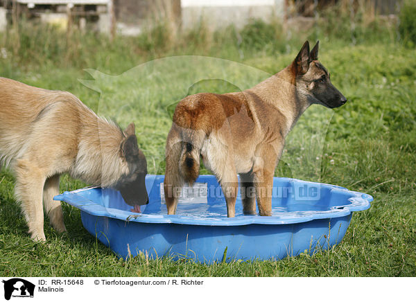 Malinois / Malinois / RR-15648