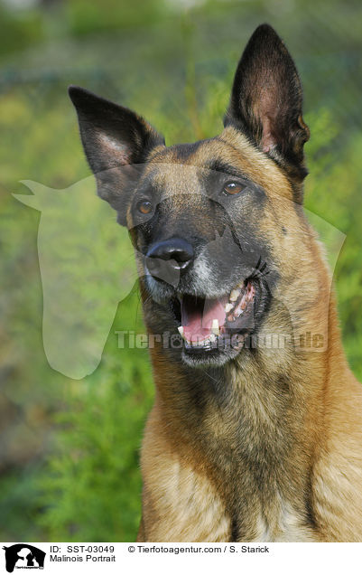 Malinois Portrait / Malinois Portrait / SST-03049