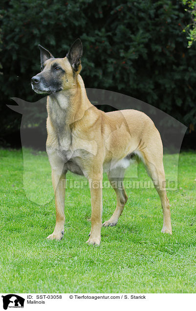 Malinois / Malinois / SST-03058