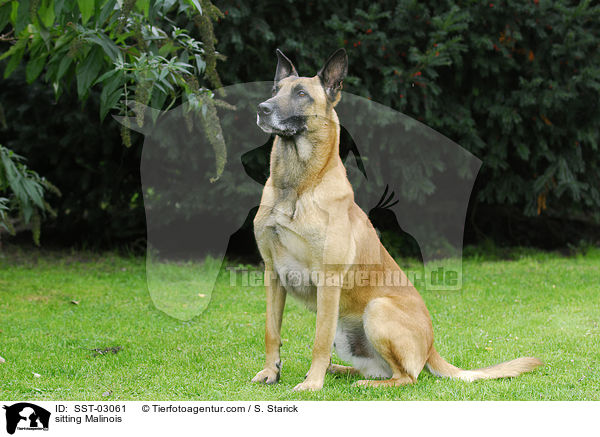 sitzender Malinois / sitting Malinois / SST-03061