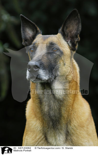 Malinois Portrait / Malinois Portrait / SST-03062