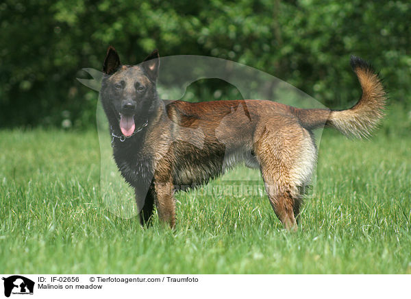 Malinois auf Wiese / Malinois on meadow / IF-02656