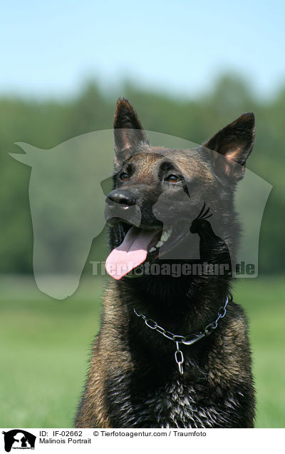 Malinois Portrait / Malinois Portrait / IF-02662