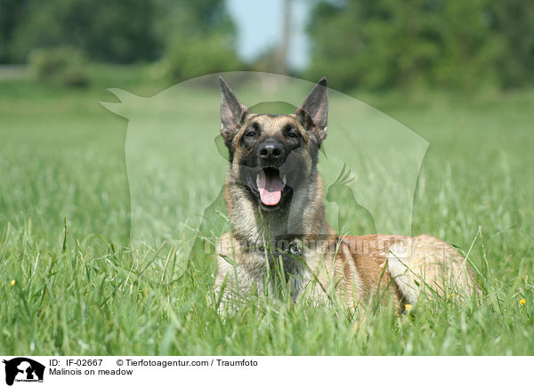 Malinois auf Wiese / Malinois on meadow / IF-02667