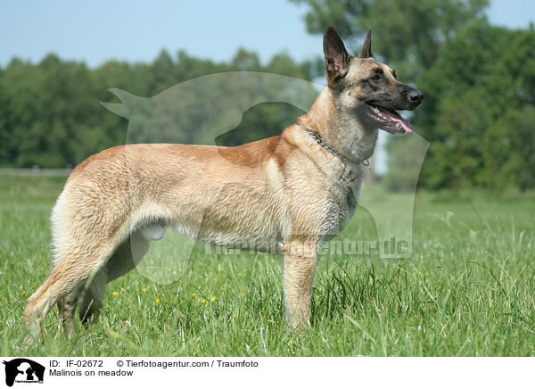 Malinois auf Wiese / Malinois on meadow / IF-02672