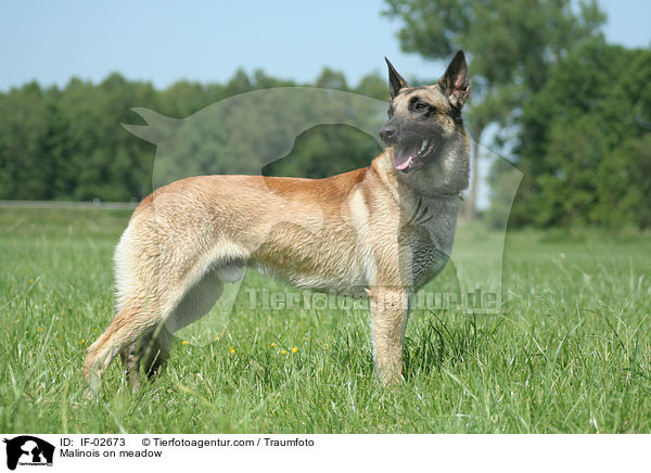 Malinois auf Wiese / Malinois on meadow / IF-02673