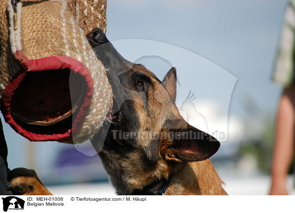 Malinois beim Schutzhundesport / Belgian Malinois / MEH-01006