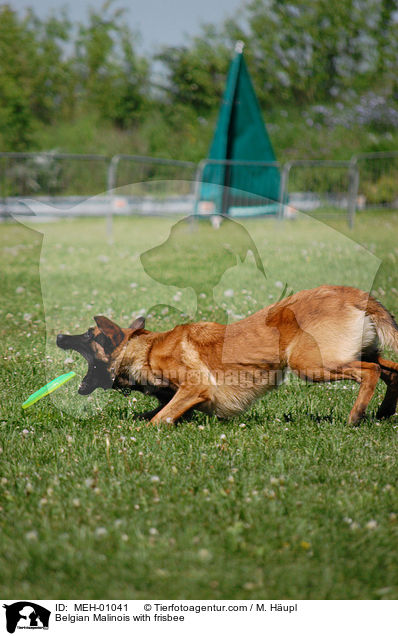 Malinois mit Frisbee / Belgian Malinois with frisbee / MEH-01041