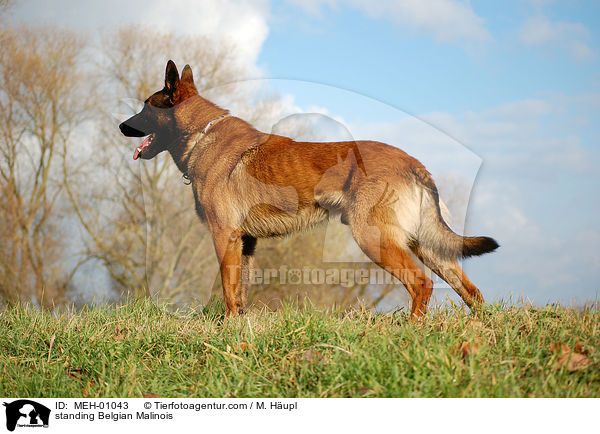 stehender Malinois / standing Belgian Malinois / MEH-01043