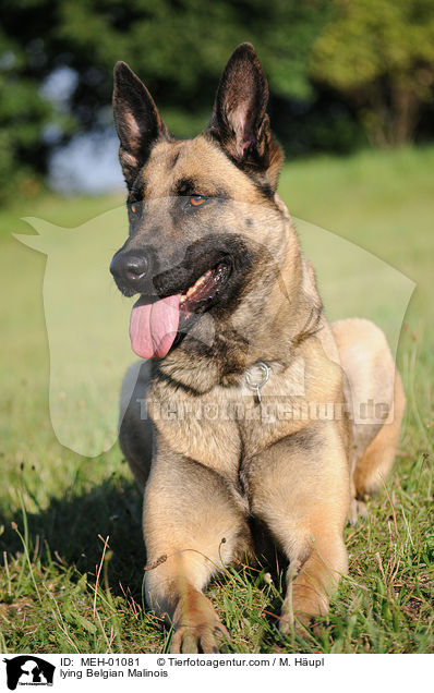 liegender Malinois / lying Belgian Malinois / MEH-01081