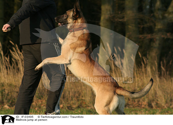 Malinois spring Menschen an / Malinois jump at person / IF-03495