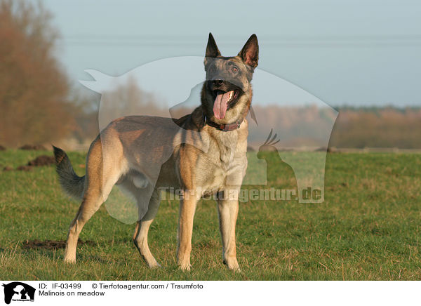 Malinois auf Wiese / Malinois on meadow / IF-03499