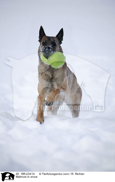 Malinois im Schnee / Malinois in snow / RR-23414