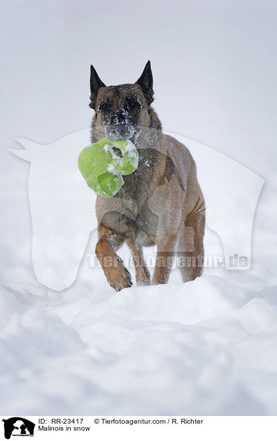 Malinois im Schnee / Malinois in snow / RR-23417