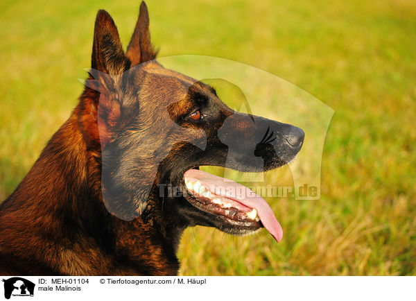 Malinois Rde / male Malinois / MEH-01104