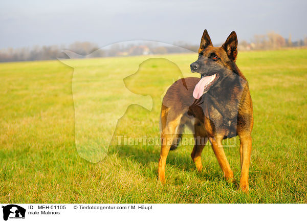 Malinois Rde / male Malinois / MEH-01105