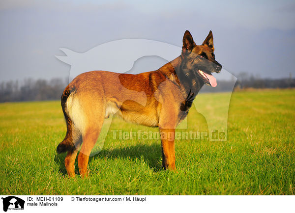 Malinois Rde / male Malinois / MEH-01109