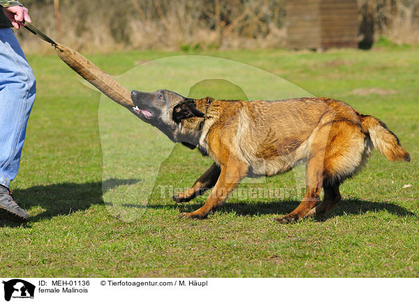 Malinois Hndin / female Malinois / MEH-01136