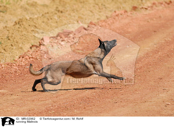 rennender Malinois / running Malinois / MR-02962
