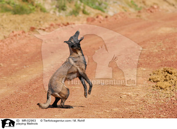 spielender Malinois / playing Malinois / MR-02963