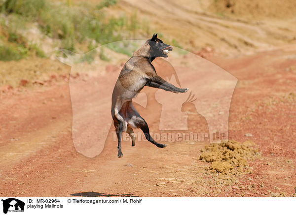 spielender Malinois / playing Malinois / MR-02964
