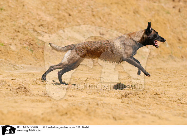rennender Malinois / running Malinois / MR-02966