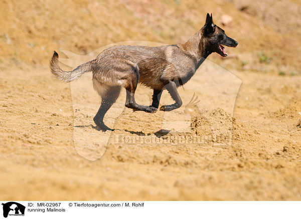 rennender Malinois / running Malinois / MR-02967