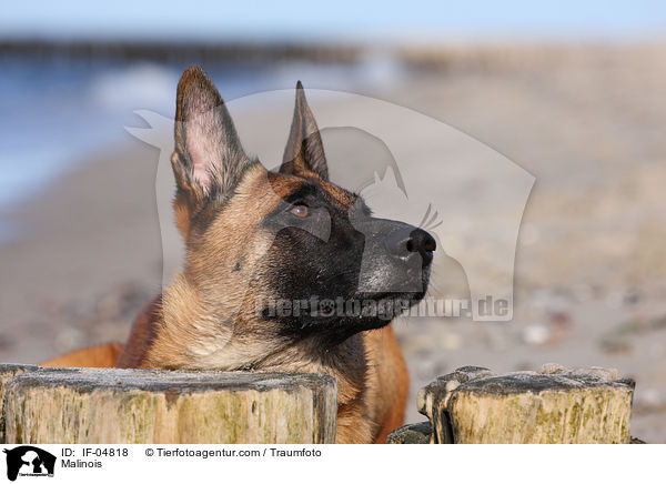 Malinois / Malinois / IF-04818
