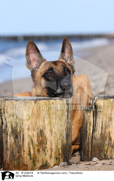 liegender Malinois / lying Malinois / IF-04819