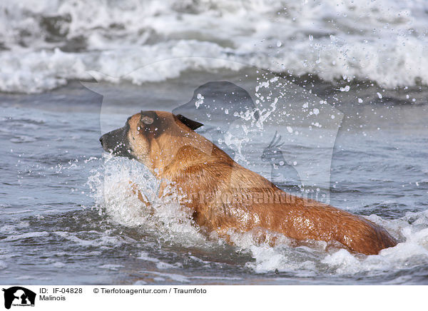 Malinois / Malinois / IF-04828