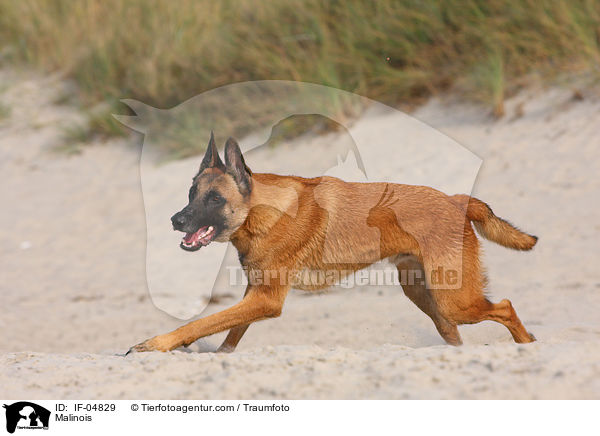 Malinois / Malinois / IF-04829