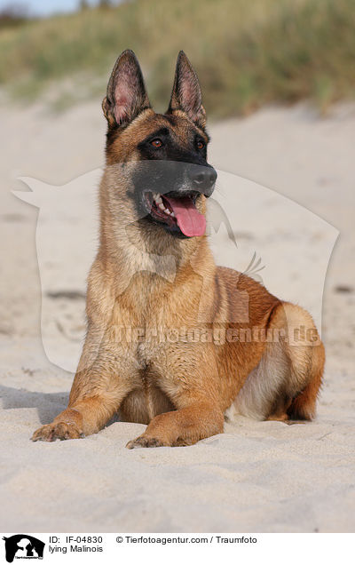 liegender Malinois / lying Malinois / IF-04830