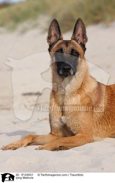 liegender Malinois / lying Malinois / IF-04831