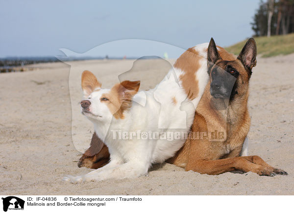 Malinois und Border-Collie-Mischling / Malinois and Border-Collie mongrel / IF-04836