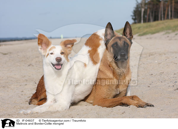 Malinois and Border-Collie mongrel / IF-04837